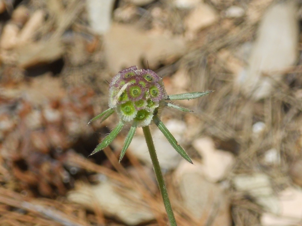 Fiore lilla - Scabiosa sp.
